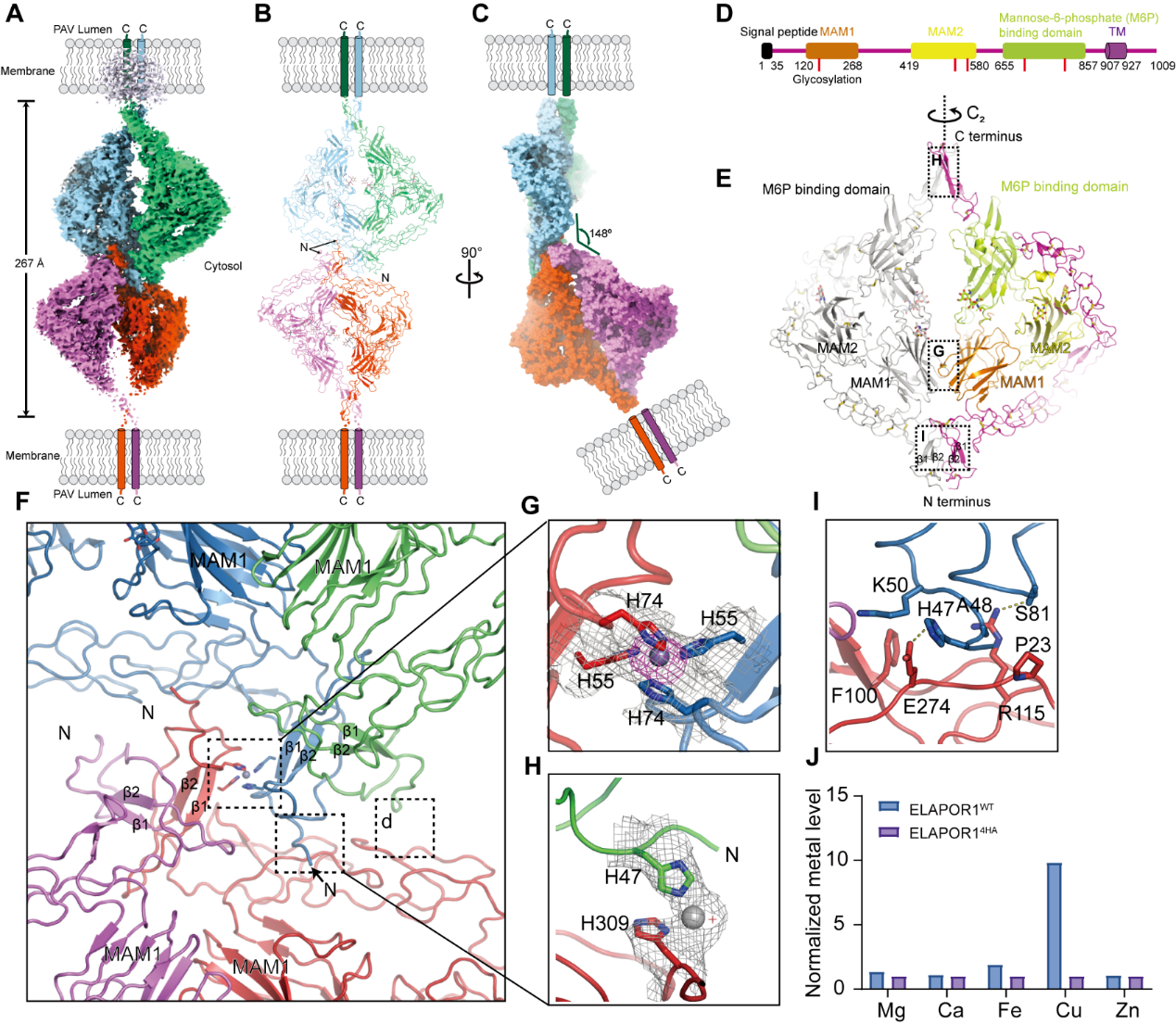 20250806-PNAS -王凤超郑三多-2.ELAPOR1的冷冻电镜结构.png